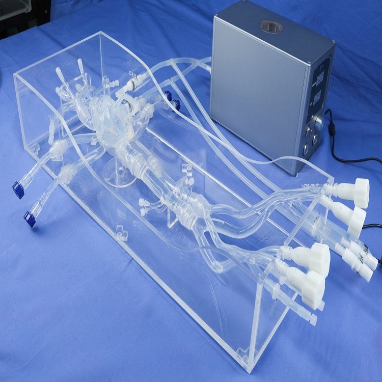 結(jié)構性心臟模型